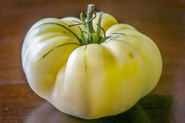 Yellow Big Tomato Fruits Beefsteak Tomatoes Lycopersicon esculentum, 50 ... - £8.04 GBP