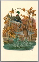 Richard Sloan Postcard Mallord Painting Duck Art Vintage Unposted PC - £3.70 GBP
