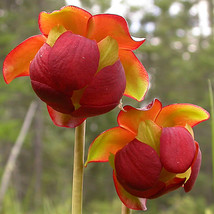 Goodidea BELLFARM Sarracenia Purpurea Seeds, 10 SEEDS/pack, Purple Pitcher Carni - £5.84 GBP