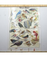 Full Color Wild Birds Feeding Preferences Poster Display 33in x 23.5in - £15.81 GBP