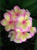 From US 5 Light Pink Yellow Plumeria Seeds Plants Flower Flowers Perennial Seed  - £8.78 GBP