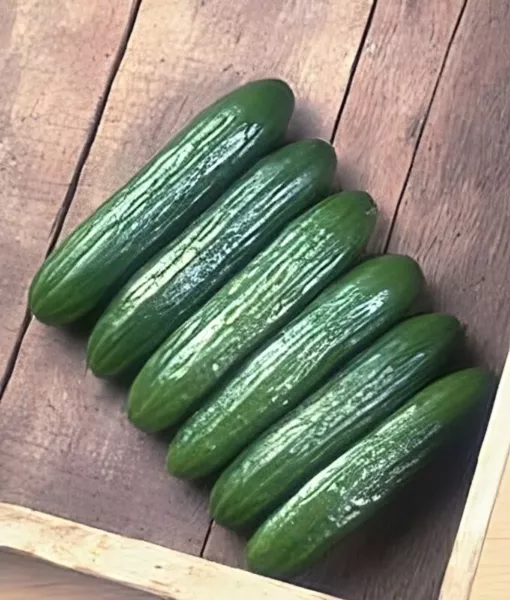 Fresh Seeds Cucumber Babylon Treated Great Vegetable 30 Seeds - £12.32 GBP