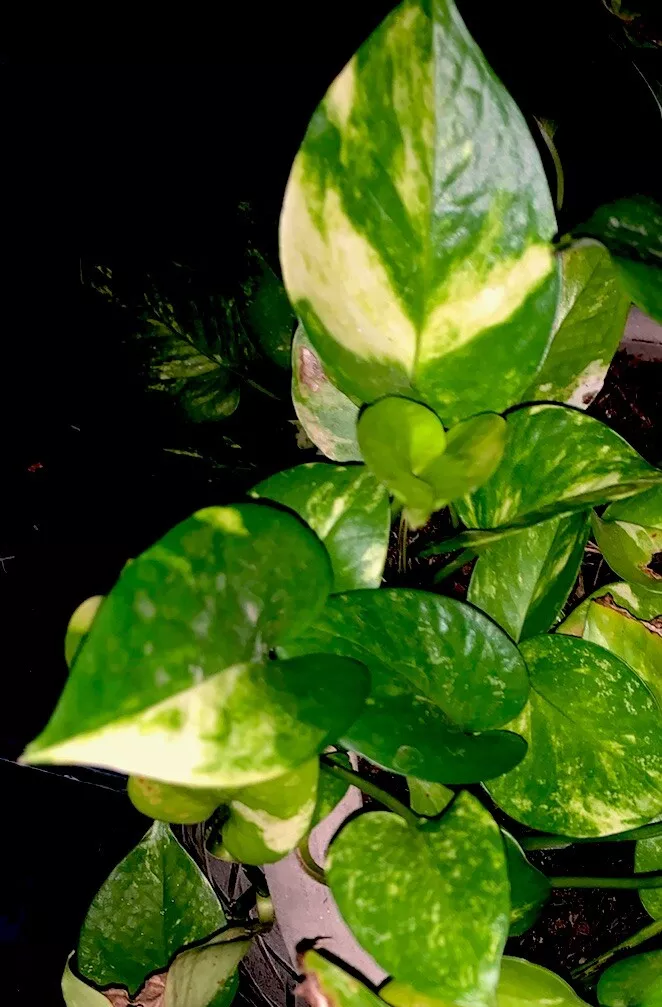 Golden Marble Pothos Variegated Well Rooted Plant 5&quot; Pot Live Houseplant... - $30.85