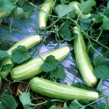 10 Katsura Giant Pickling Melon Seeds Sweet/Sour Grown In Usa Asian Japanese Gar - £8.45 GBP