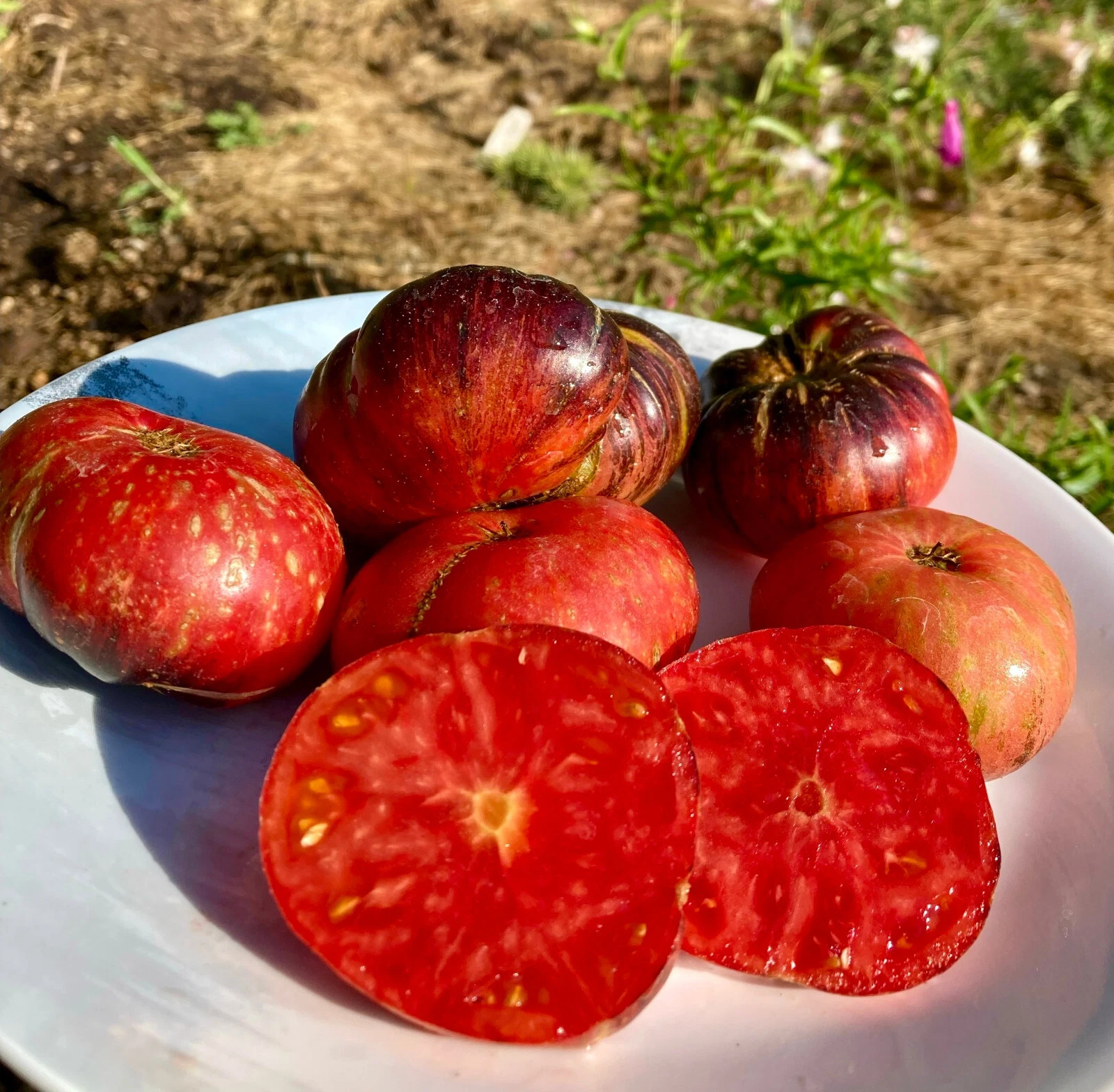 50 Seeds Lovely Lush Tomato Heirloom Vegetable Tomatoe Garden Edible - $5.18