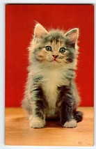 Lonesome Blue Eye Kitten Cat Postcard Chrome Unposted Vintage Colourpicture Cute - £6.64 GBP