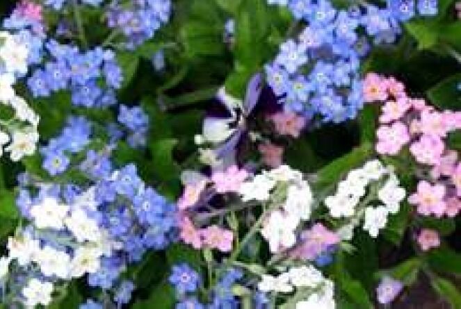 GIB Forget Me Not Flower Seeds Mixed Colors 100 Fresh Seeds  - $2.00
