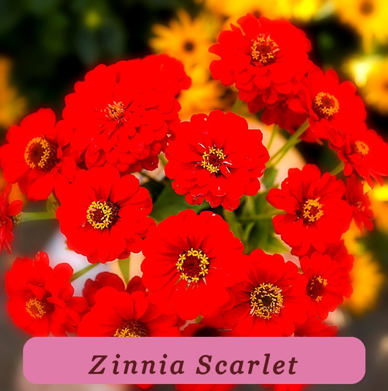 Zinnia Scarlet Flame Red Blooms Cut Flowers Hummingbirds Non-Gmo 200 Seeds - $5.70
