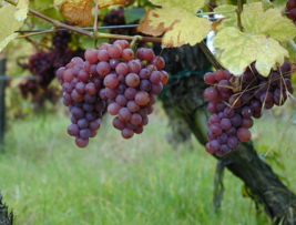 5 Pc Seeds Gewurtztraminer Wine Grape Plant Vitis vinifera Gewurtztraminer Seeds - £15.20 GBP