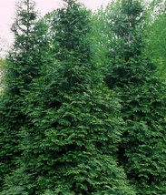 Live Starter Plant Green Giant Arborvitae Redcedar, Thuja plicata Fast G... - $38.49