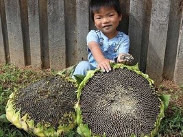 100 Giant Mongolian Sunflower Seeds Heirloom Fresh From US - £16.29 GBP