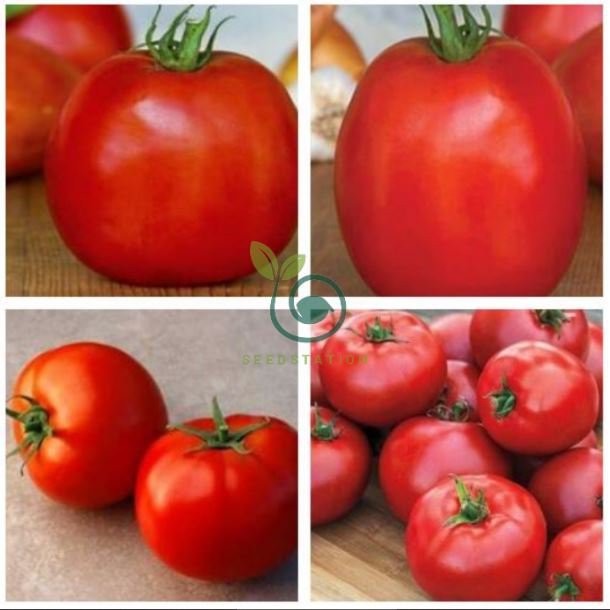 Patsy Tomato 200 Seeds 'Sami' Big Bright Red Tomato Hybrid - Seeds & Bulbs