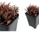 Top Seller - Chocolate Sedge Grass - Carex berggrenii - 2.5&quot; Pot - Fairy... - £32.19 GBP