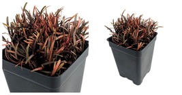 Top Seller - Chocolate Sedge Grass - Carex berggrenii - 2.5&quot; Pot - Fairy... - £32.34 GBP