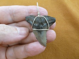 s319-75) 1-5/8&quot; Fossil Hemipristis Shark Tooth silver wired pendant snag... - £23.52 GBP