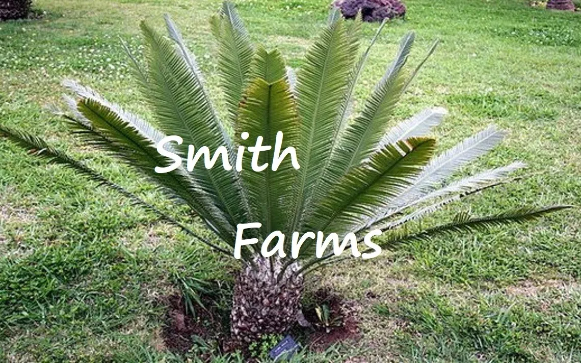 3 Seeds Dioon Merolae Palm Tree &quot;Mexican Sago Palm&quot; Gardening USA SHIPPIING - £10.02 GBP