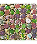SL Mixed Many Types Of Lithop Seeds Living Stones Rich Colorful Varietie... - $2.52 CAD