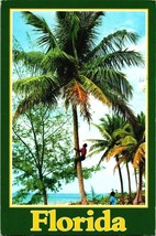 90&#39;s Florida Postcard Climbing for Coconuts Palm Tree Posted 1991 Nature  - $5.99