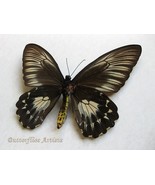 Birdwing Troides Oblongomaculatus Papuensis Female Butterfly Entomology ... - $148.06 CAD