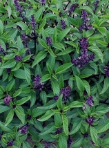 100 Seeds, Bellfarm Clove Basil Seeds YQ-1077 - £20.40 GBP