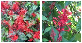 Odontonema strictum FIRE SPIKE RED Rooted Starter Plant Attracts Hummingbirds - £33.64 GBP