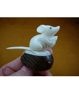 (TNE-MOU-114d) white MOUSE mice TAGUA NUT Figurine VEGETABLE RODENT PALM - €23,61 EUR