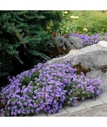 10 Wholesale Perennial Aster 'Wood's Light Blue' Organic Live Plants Flowers - $59.00