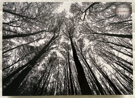 Bgraamiens Forest In Black &amp; White 1000 Piece Puzzle 29.5&quot; x 19.7&quot; New S... - $4.93