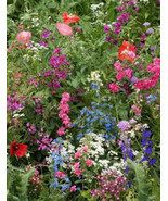 Annual Flower Select From List Or Purchase Entire Collection Heirloom Seeds - €9,74 EUR