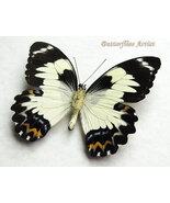 Cream Markings Papilio Euchenor Real Butterfly Framed Entomology Shadowbox - €51,93 EUR Cream Markings Papilio Euchenor Real Butterfly Framed Entomology Shadowbox - €51,93 EUR