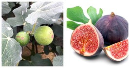 Ficus carica - Fignominal Fig Tree - Ficus carica - 4&quot; Pot - Gardening - $54.99