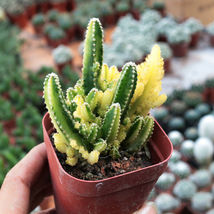 Cereus cv. Fairy Castle cactus Succulent plants Home Garden Bonsai - £15.01 GBP