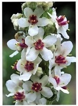 50 Wedding Candles Verbascum Chaixii Album Mullein White Purple Flower Seeds - $8.35