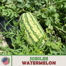 US Seller 10 Jubilee Watermelon Seeds, Heirloom, Non-Gmo - £7.52 GBP
