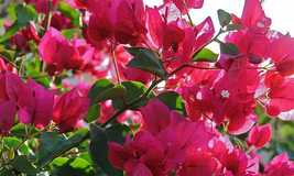 PATB Well Rooted SILHOUETTE Bougainvillea starter/plug plant SHIPS BARE ... - $24.80