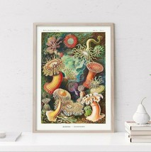 Haeckel Actiniae Wall Art Vintage Poster Print, Marine Species Home Office Decor - £19.38 GBP+