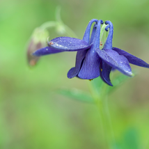 Perennial Blue Columbine 50 PCS Seeds - £6.96 GBP