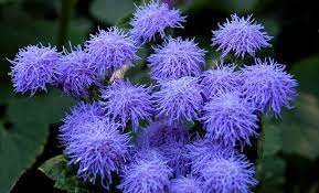 38 PCS Seeds Ageratum 'Blue Ball' Quality Flower Item image 2
