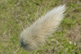 Grow In US 20_Seeds Lagurus ovatus Bunny Tails - £15.84 GBP