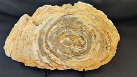 Petrified Wood Large Decorative Crystal Slice ≥12.0&quot; &amp; over 2.0 lb (Item... - $1,106.27 MXN
