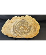 Petrified Wood Large Decorative Crystal Slice ≥12.0&quot; &amp; over 2.0 lb (Item... - $59.39