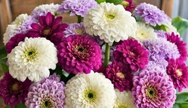 ArfanJaya Bluberry Cream Mix Zinnia Flower Seeds - £6.49 GBP
