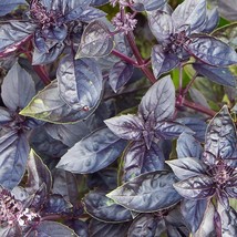 Red Rubin Basil Seeds 200 Herb Ocimum Basilicum Fragrant Garden - $4.50