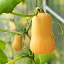 Grow Your Own Butternut Squash - Premium Pumpkin Seeds / (5/20/100 Packs) Home G - £4.72 GBP