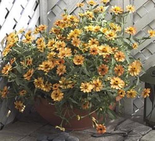 10 Seeds Zinnia Profusion Apricot Annual Seeds - $23.94