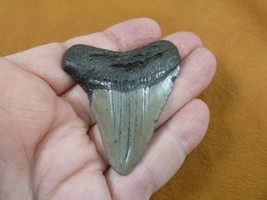 (s264-12) big 2-3/16&quot; Fossil MEGALODON Shark Tooth Teeth JEWELRY love me... - £46.16 GBP