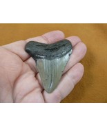 (s264-12) big 2-3/16&quot; Fossil MEGALODON Shark Tooth Teeth JEWELRY love me... - £46.27 GBP