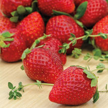 Ozark Beauty Ever bearer Strawberry 10 Bare-Root plants - £22.67 GBP