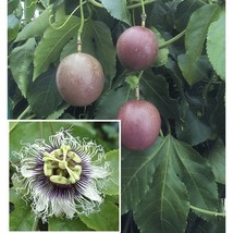 Passiflora edulis - Purple Possum Passion Fruit Live Plant - Outdoor Living - £49.54 GBP