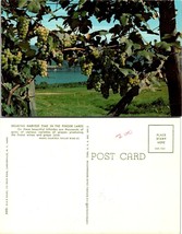 New York(NY) Finger Lakes Harvest Green Grapes on the Vines Vintage Postcard - £7.56 GBP